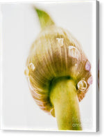 Load image into Gallery viewer, Botanicals Buds - Canvas Print

