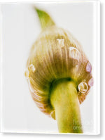 Load image into Gallery viewer, Botanicals Buds - Canvas Print
