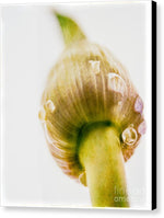 Load image into Gallery viewer, Botanicals Buds - Canvas Print
