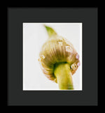 Load image into Gallery viewer, Botanicals Buds - Framed Print
