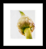 Load image into Gallery viewer, Botanicals Buds - Framed Print
