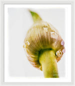 Load image into Gallery viewer, Botanicals Buds - Framed Print
