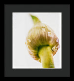Load image into Gallery viewer, Botanicals Buds - Framed Print
