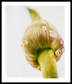 Load image into Gallery viewer, Botanicals Buds - Framed Print
