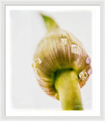 Load image into Gallery viewer, Botanicals Buds - Framed Print
