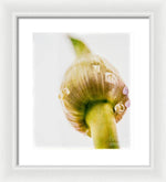 Load image into Gallery viewer, Botanicals Buds - Framed Print
