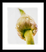Load image into Gallery viewer, Botanicals Buds - Framed Print
