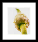 Load image into Gallery viewer, Botanicals Buds - Framed Print
