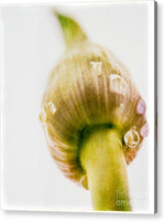 Load image into Gallery viewer, Botanicals Buds - Acrylic Print
