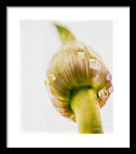 Load image into Gallery viewer, Botanicals Buds - Framed Print
