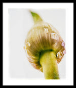 Load image into Gallery viewer, Botanicals Buds - Framed Print
