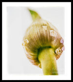 Load image into Gallery viewer, Botanicals Buds - Framed Print
