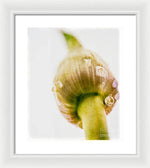 Load image into Gallery viewer, Botanicals Buds - Framed Print
