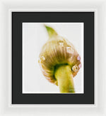 Load image into Gallery viewer, Botanicals Buds - Framed Print
