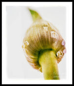 Load image into Gallery viewer, Botanicals Buds - Framed Print
