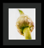 Load image into Gallery viewer, Botanicals Buds - Framed Print
