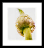 Load image into Gallery viewer, Botanicals Buds - Framed Print
