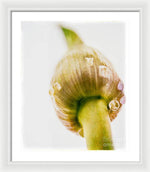 Load image into Gallery viewer, Botanicals Buds - Framed Print
