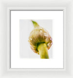 Load image into Gallery viewer, Botanicals Buds - Framed Print

