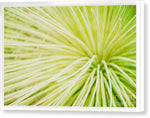 Load image into Gallery viewer, Botanicals Greens 2 - Canvas Print
