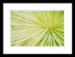 Load image into Gallery viewer, Botanicals Greens 2 - Framed Print
