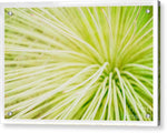 Load image into Gallery viewer, Botanicals Greens 2 - Acrylic Print
