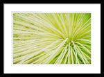 Load image into Gallery viewer, Botanicals Greens 2 - Framed Print
