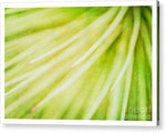 Load image into Gallery viewer, Botanicals Greens 3 - Acrylic Print

