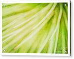 Load image into Gallery viewer, Botanicals Greens 3 - Acrylic Print
