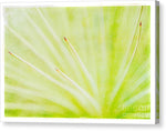 Load image into Gallery viewer, Botanicals Points - Canvas Print

