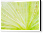 Load image into Gallery viewer, Botanicals Points - Canvas Print
