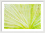 Load image into Gallery viewer, Botanicals Points - Framed Print
