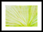 Load image into Gallery viewer, Botanicals Points - Framed Print
