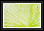 Load image into Gallery viewer, Botanicals Points - Framed Print
