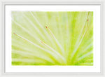 Load image into Gallery viewer, Botanicals Points - Framed Print
