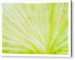 Load image into Gallery viewer, Botanicals Points - Acrylic Print
