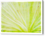 Load image into Gallery viewer, Botanicals Points - Acrylic Print
