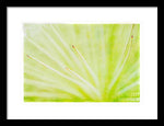 Load image into Gallery viewer, Botanicals Points - Framed Print
