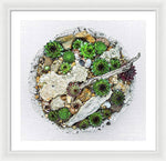 Load image into Gallery viewer, Cacti Collection 1 - Framed Print
