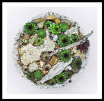 Load image into Gallery viewer, Cacti Collection 1 - Framed Print
