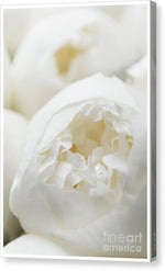 Load image into Gallery viewer, Close up of Peonies - Canvas Print
