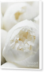 Load image into Gallery viewer, Close up of Peonies - Canvas Print
