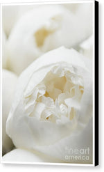 Load image into Gallery viewer, Close up of Peonies - Canvas Print
