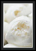 Load image into Gallery viewer, Close up of Peonies - Framed Print

