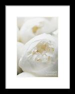 Load image into Gallery viewer, Close up of Peonies - Framed Print
