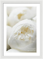 Load image into Gallery viewer, Close up of Peonies - Framed Print
