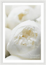 Load image into Gallery viewer, Close up of Peonies - Framed Print
