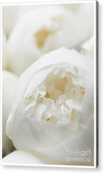 Load image into Gallery viewer, Close up of Peonies - Acrylic Print

