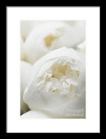 Load image into Gallery viewer, Close up of Peonies - Framed Print
