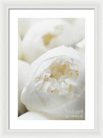 Load image into Gallery viewer, Close up of Peonies - Framed Print

